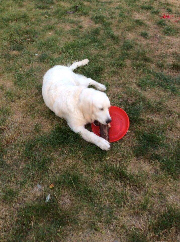 Golden retriever Viggo billede 5