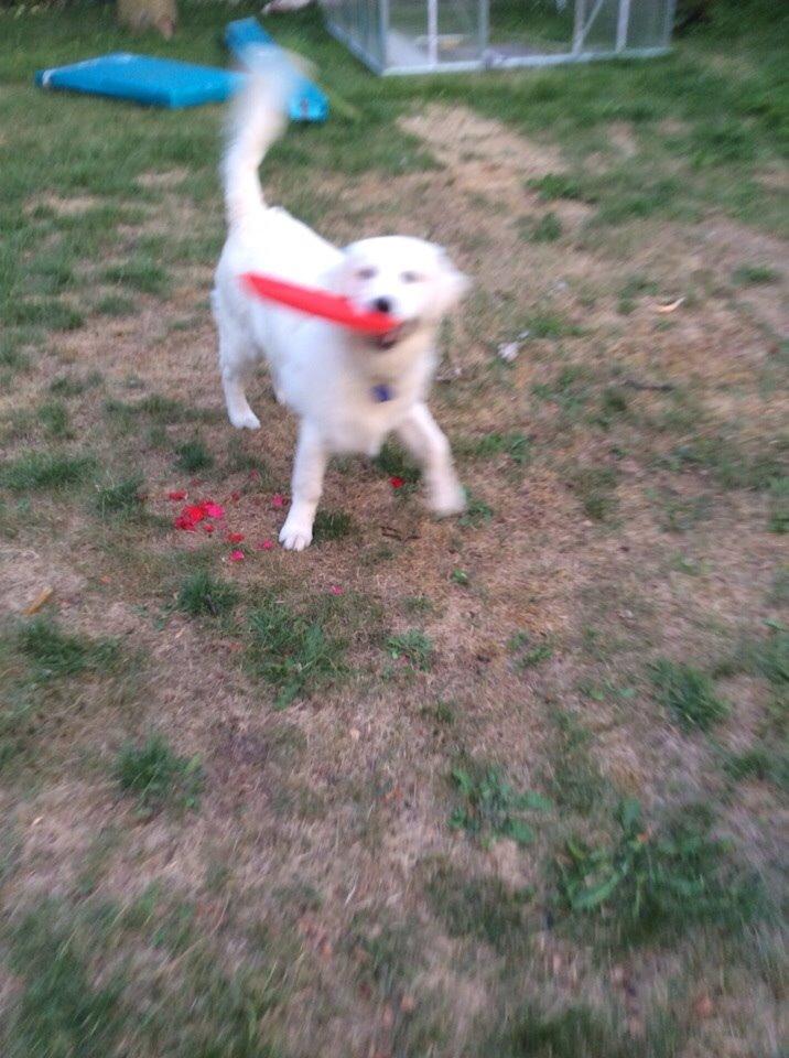 Golden retriever Viggo billede 6