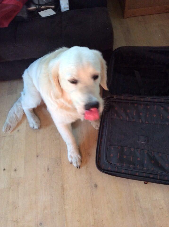 Golden retriever Viggo billede 7