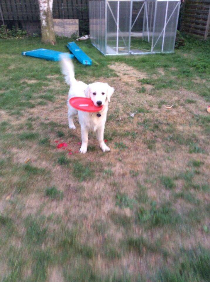 Golden retriever Viggo billede 8