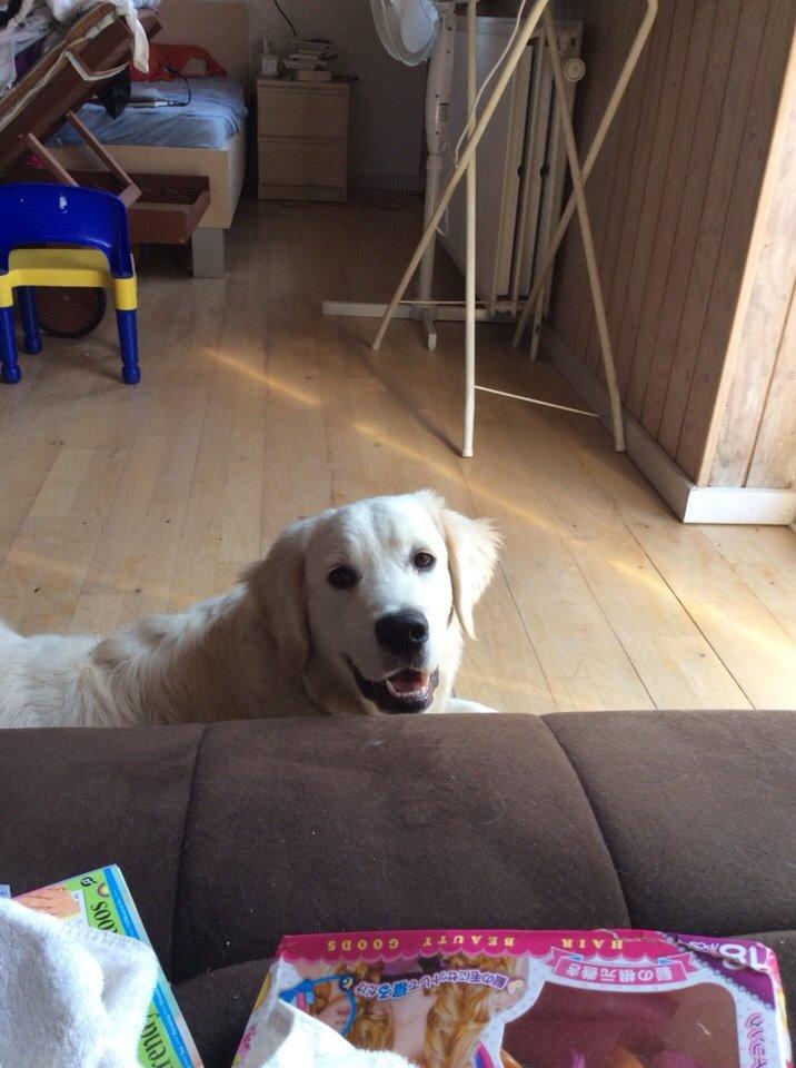 Golden retriever Viggo billede 9