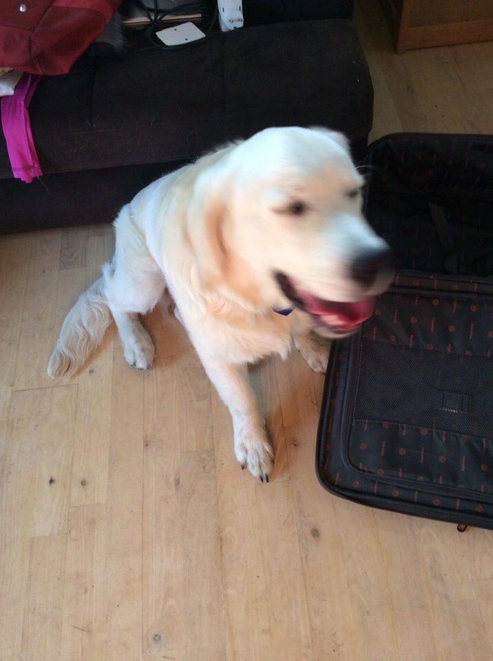Golden retriever Viggo billede 10