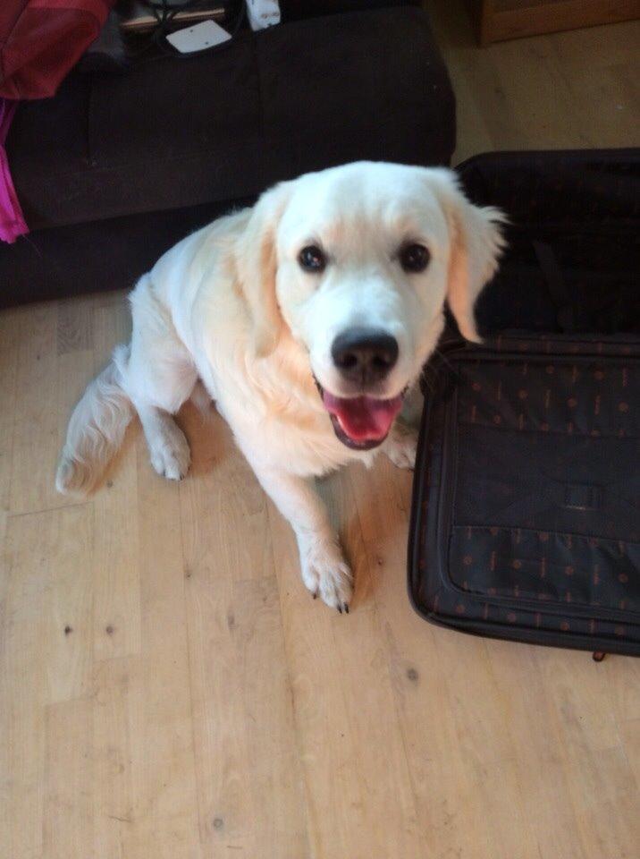 Golden retriever Viggo billede 11