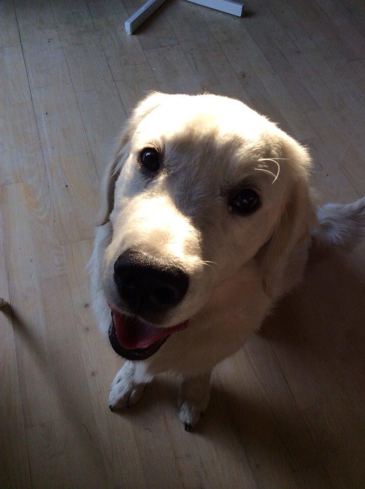 Golden retriever Viggo billede 12