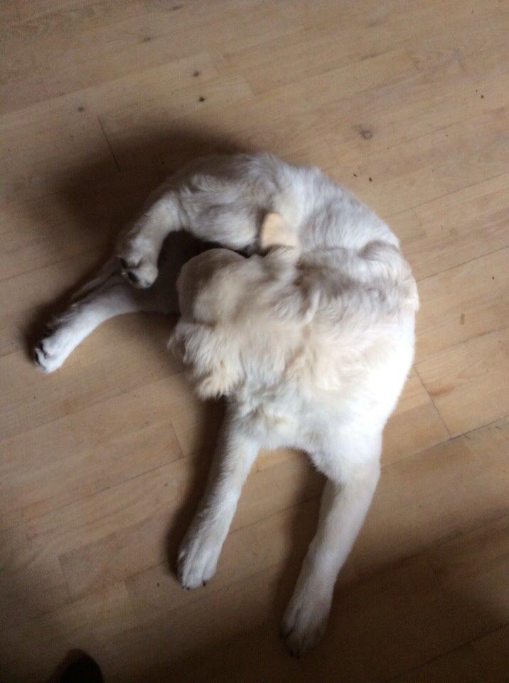 Golden retriever Viggo billede 13