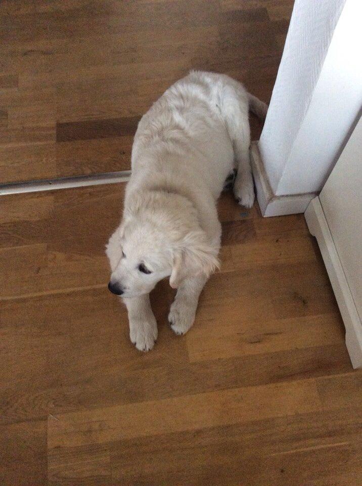 Golden retriever Viggo billede 14
