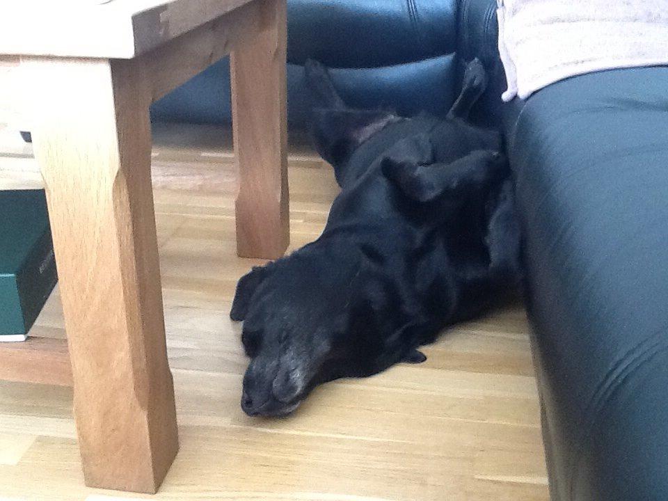 Labrador retriever Rana Schirmer  billede 27