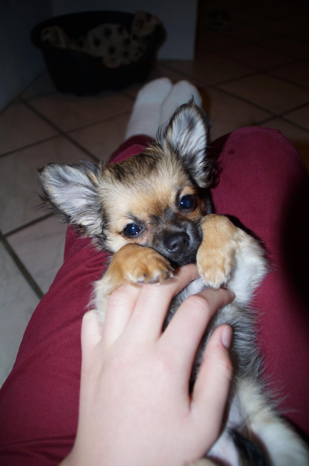 Chihuahua Bertil billede 6