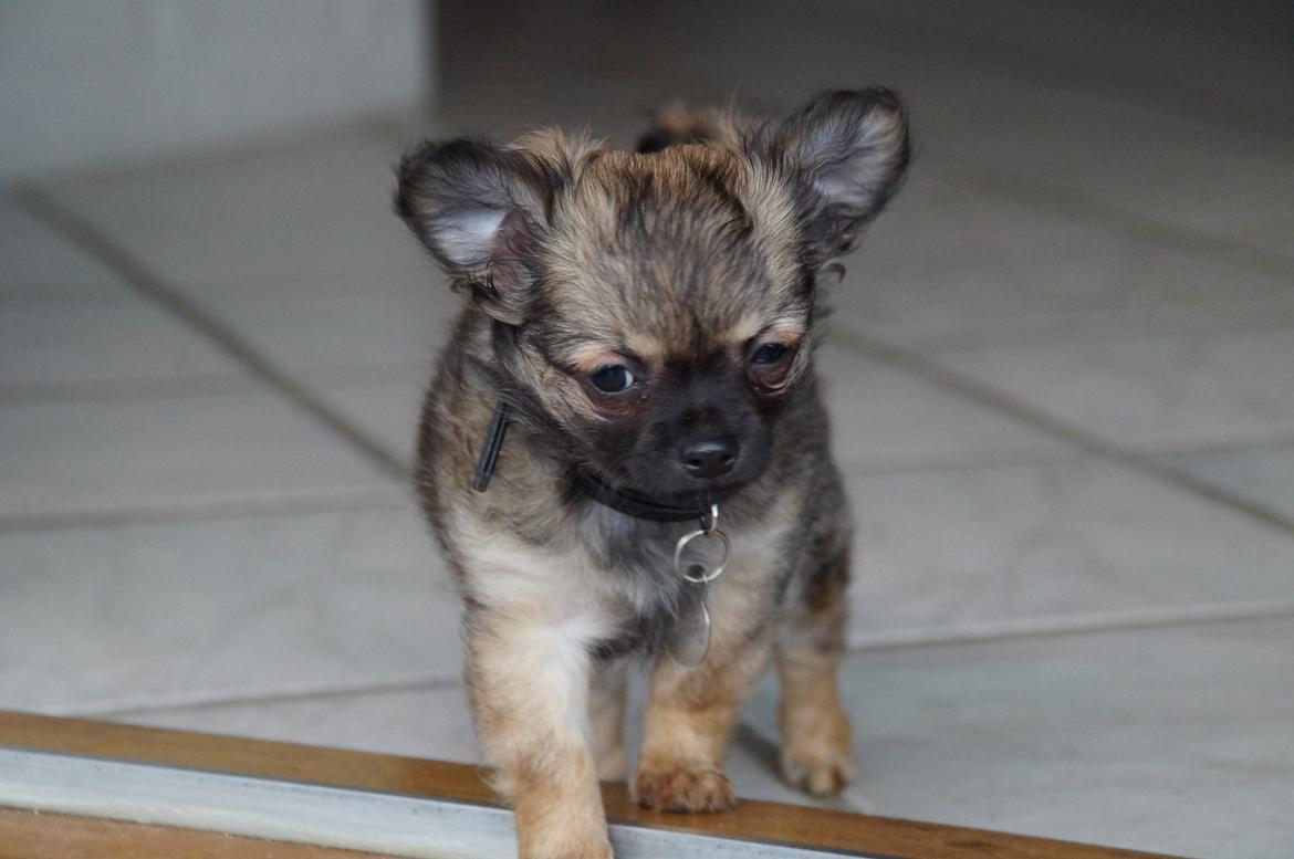 Chihuahua Bertil billede 8