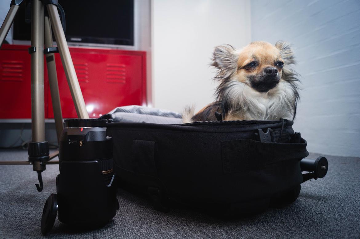 Chihuahua Bertil billede 4