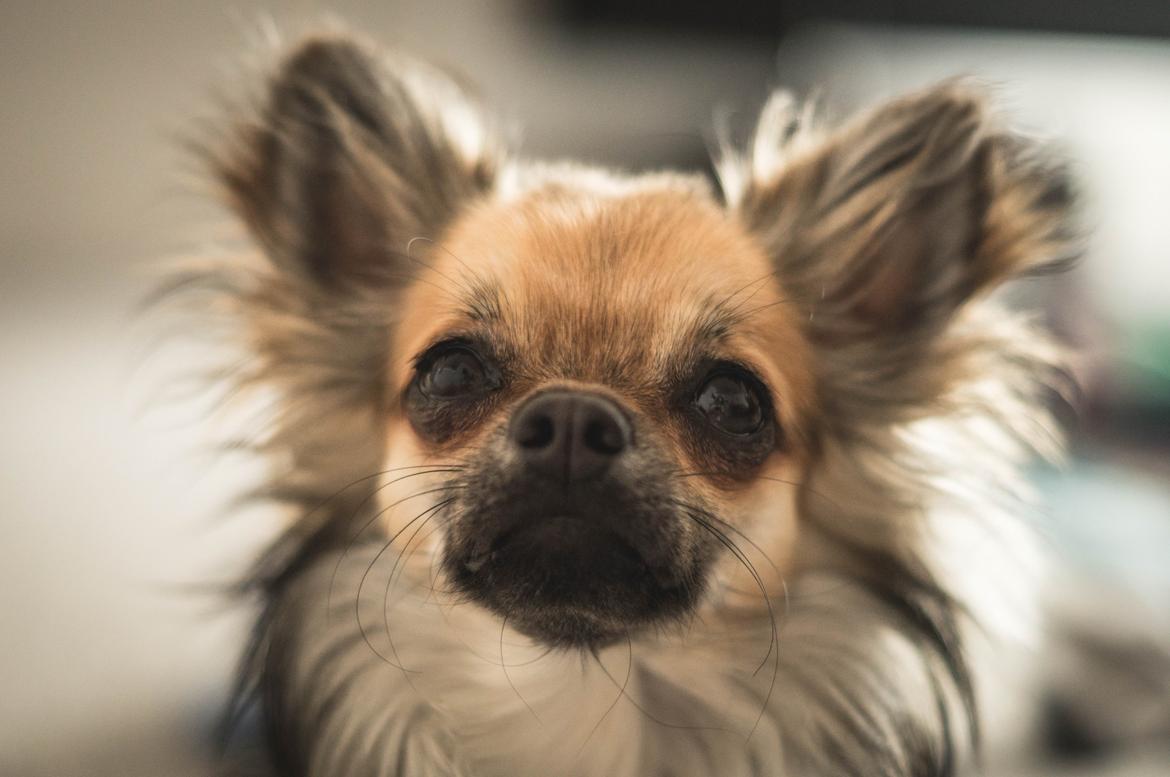 Chihuahua Bertil billede 2