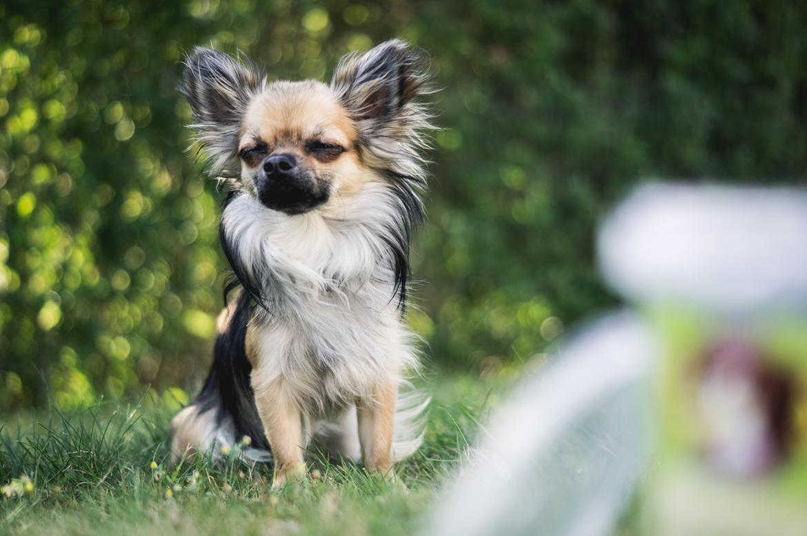 Chihuahua Bertil billede 1