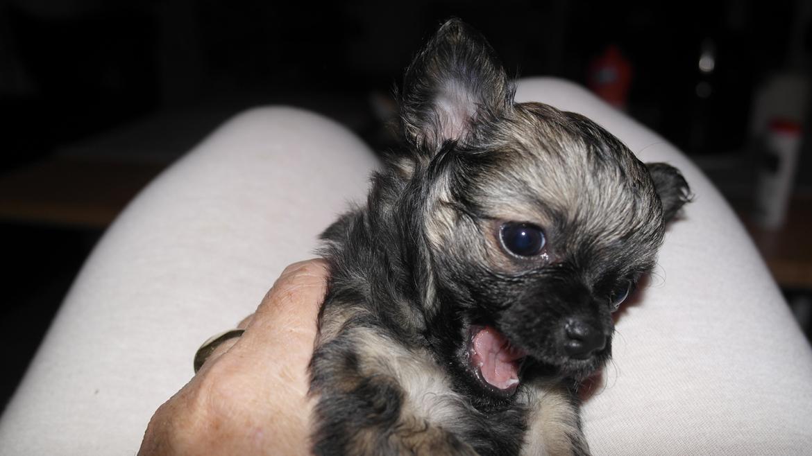 Chihuahua Bertil billede 9