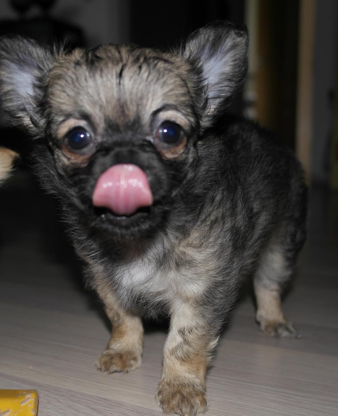 Chihuahua Bertil billede 7