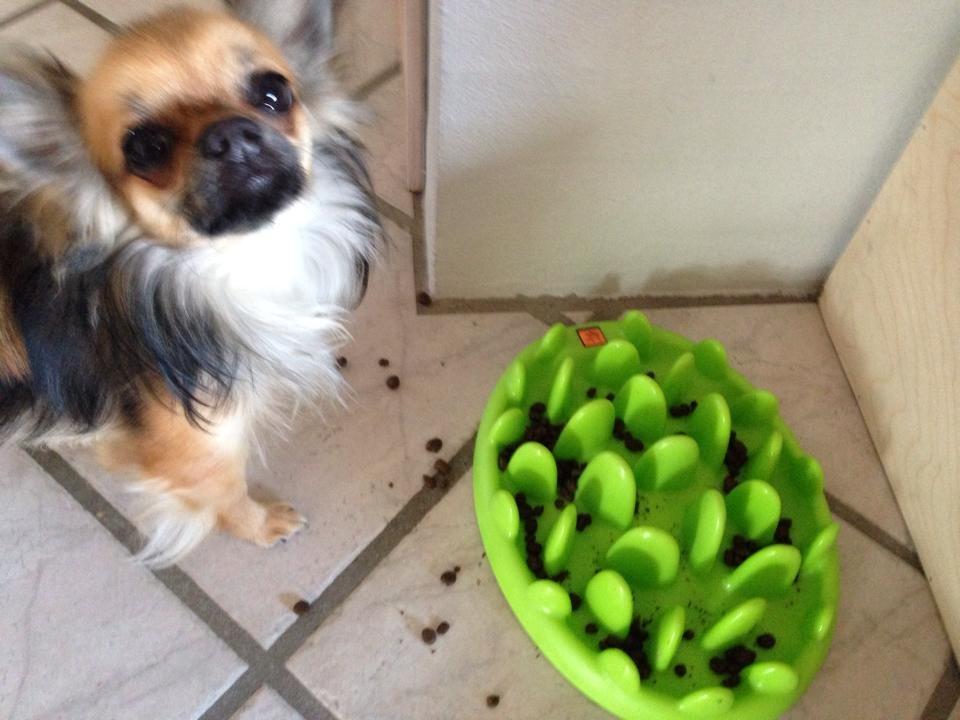 Chihuahua Bertil billede 3