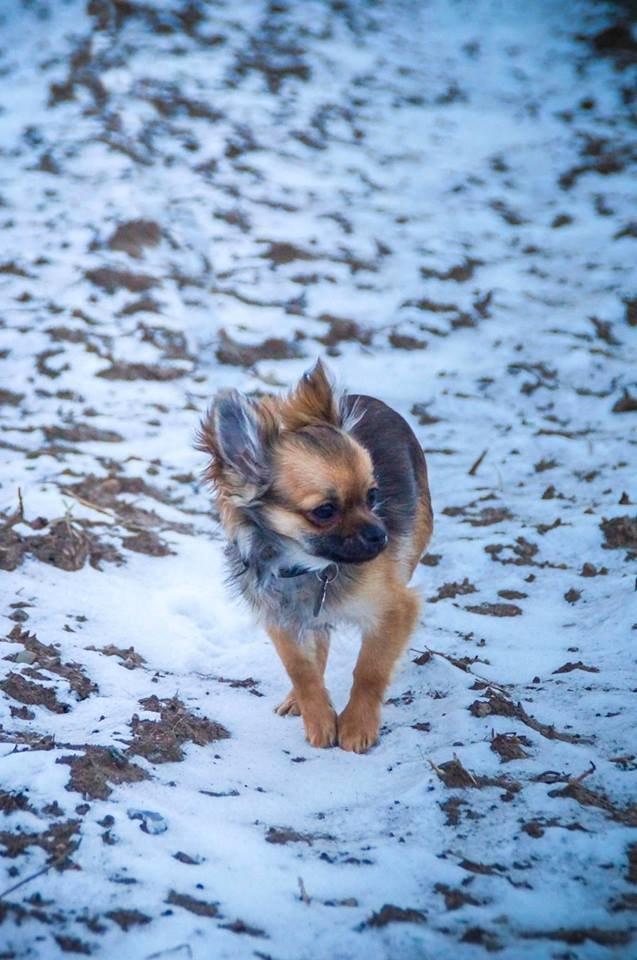 Chihuahua Bertil billede 5