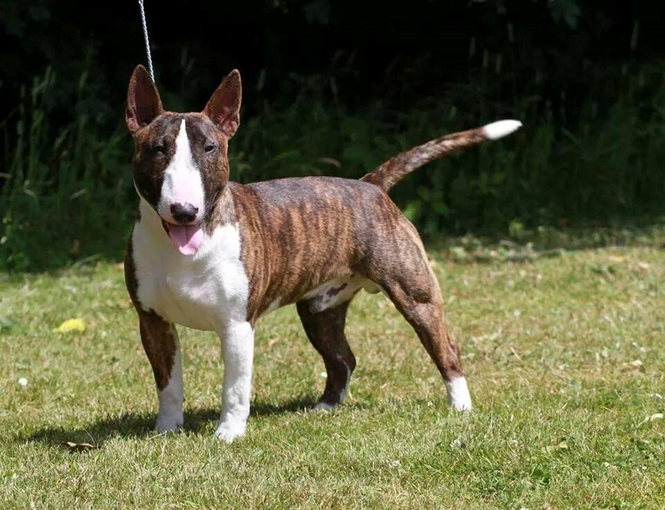 Bullterrier miniature Minimalistic's WD Maximum Overdrive "Ritchie" billede 12