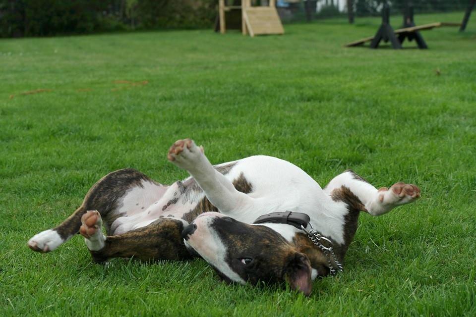 Bullterrier miniature Minimalistic's WD Maximum Overdrive "Ritchie" billede 14