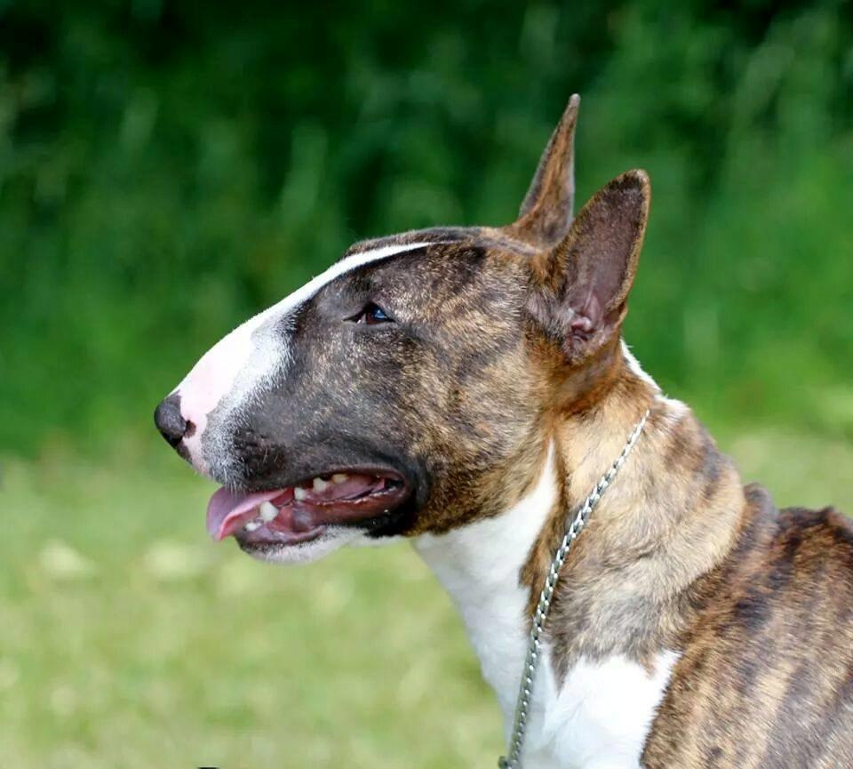 Bullterrier miniature Minimalistic's WD Maximum Overdrive "Ritchie" billede 15