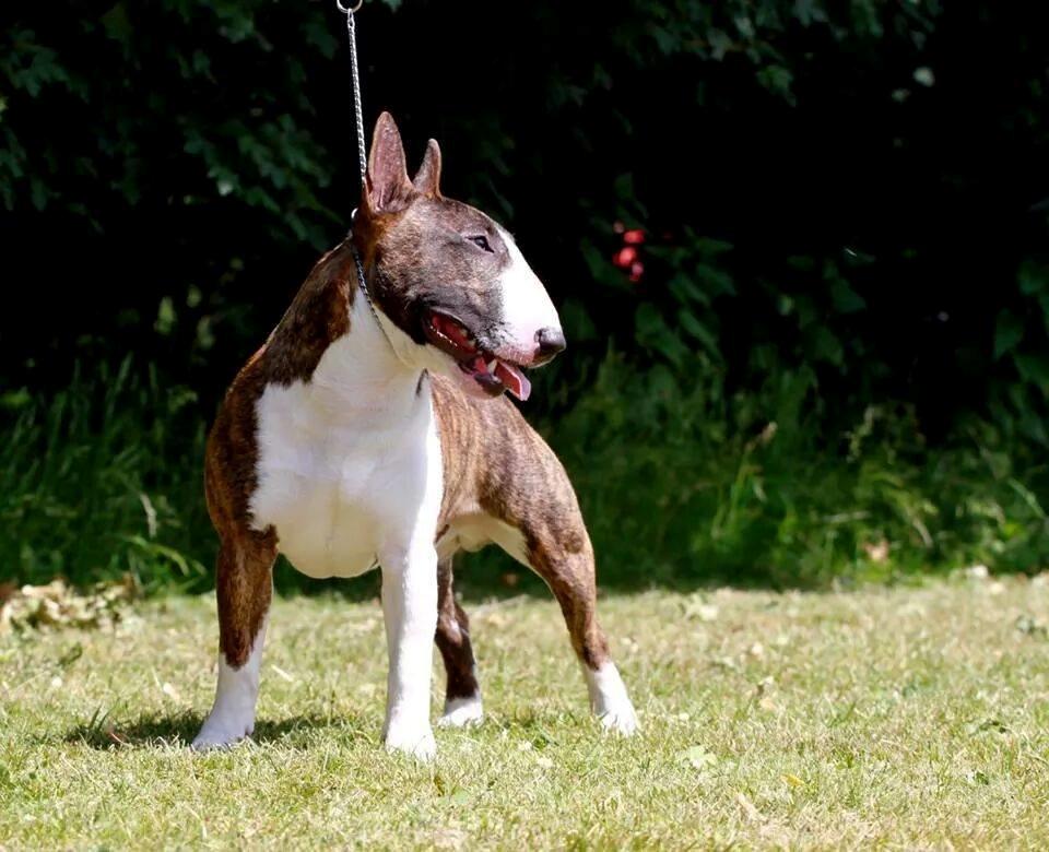 Bullterrier miniature Minimalistic's WD Maximum Overdrive "Ritchie" billede 16