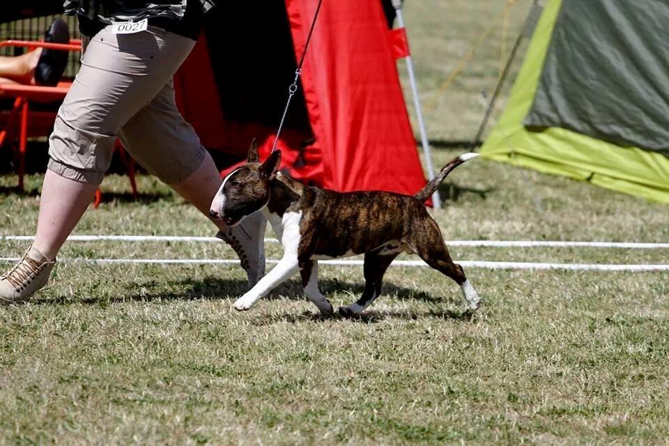 Bullterrier miniature Minimalistic's WD Maximum Overdrive "Ritchie" billede 17