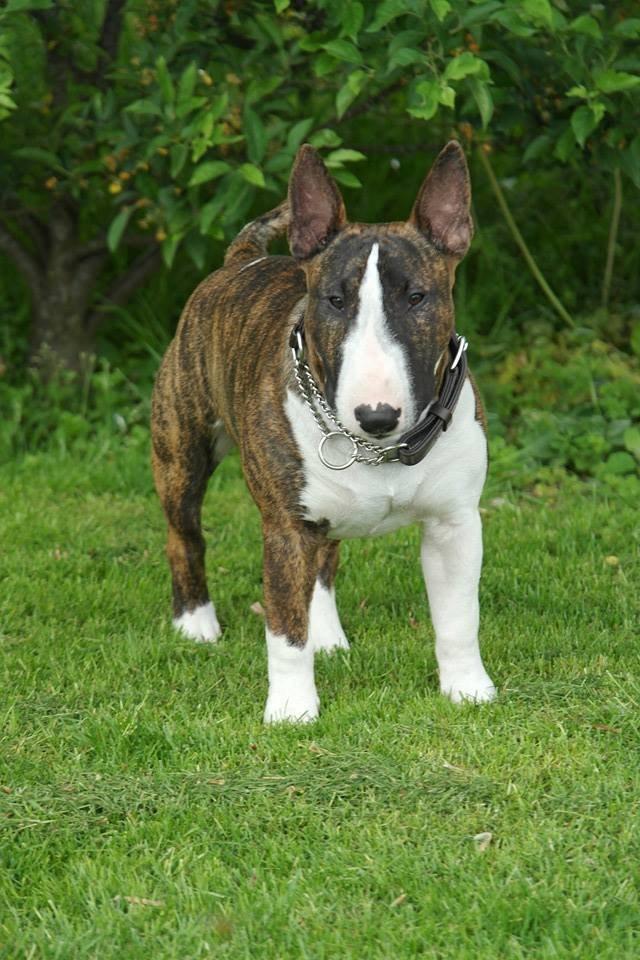 Bullterrier miniature Minimalistic's WD Maximum Overdrive "Ritchie" billede 13