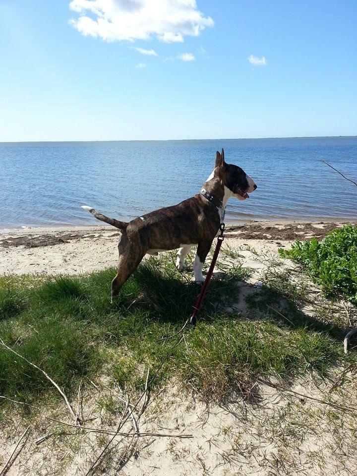 Bullterrier miniature Minimalistic's WD Maximum Overdrive "Ritchie" billede 18