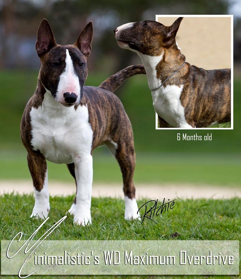 Bullterrier miniature Minimalistic's WD Maximum Overdrive "Ritchie" billede 1