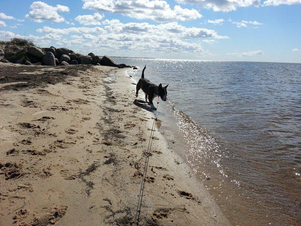 Bullterrier miniature Minimalistic's WD Maximum Overdrive "Ritchie" billede 19