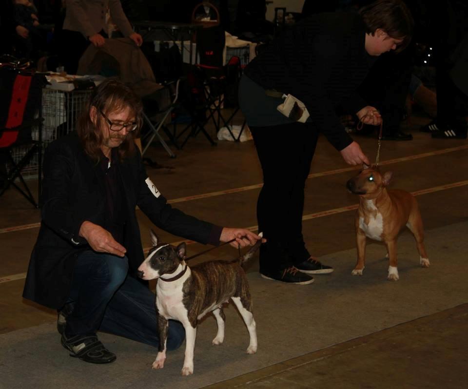 Bullterrier miniature Bullcreeks A Taste Of Honey 'Abby' billede 33