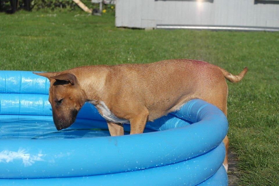 Bullterrier miniature Bullcreeks A Taste Of Honey 'Abby' billede 35