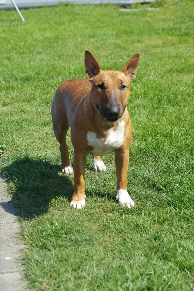 Bullterrier miniature Bullcreeks A Taste Of Honey 'Abby' billede 36