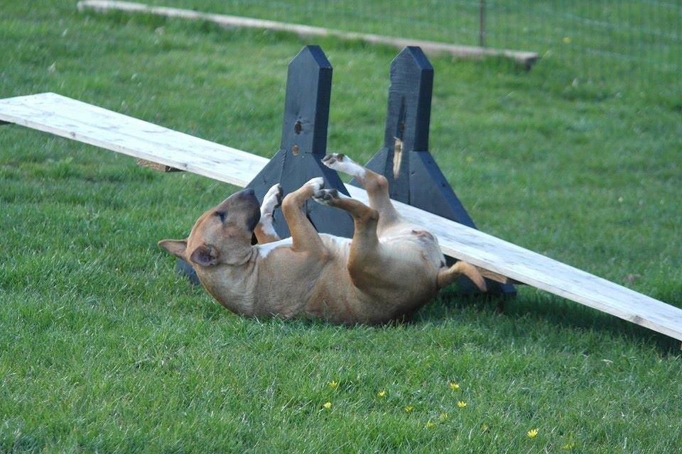 Bullterrier miniature Bullcreeks A Taste Of Honey 'Abby' billede 37