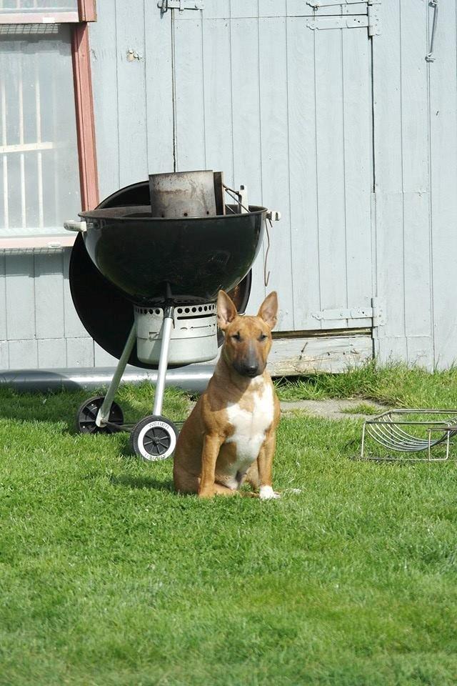 Bullterrier miniature Bullcreeks A Taste Of Honey 'Abby' billede 38