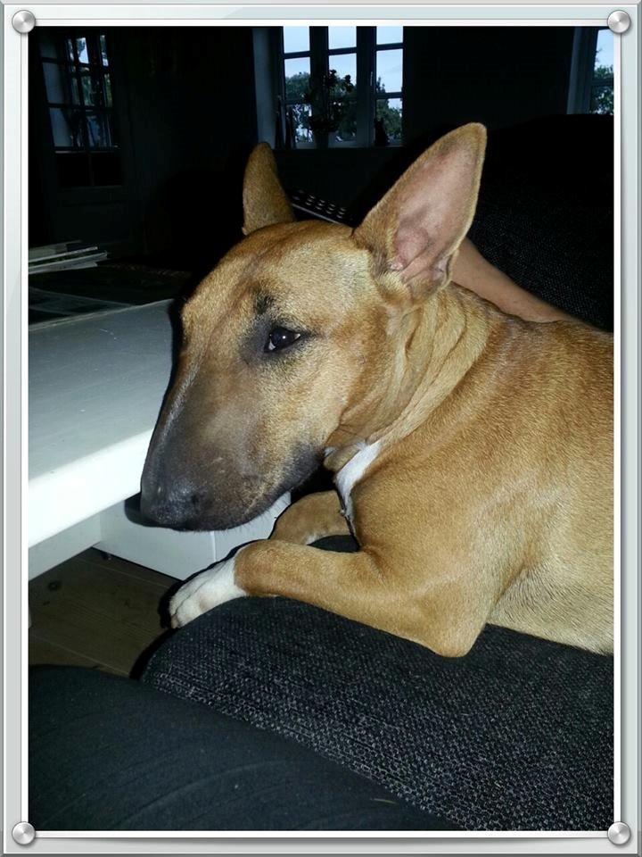 Bullterrier miniature Bullcreeks A Taste Of Honey 'Abby' billede 39