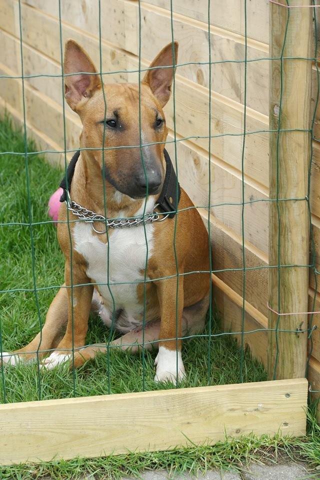 Bullterrier miniature Bullcreeks A Taste Of Honey 'Abby' billede 40