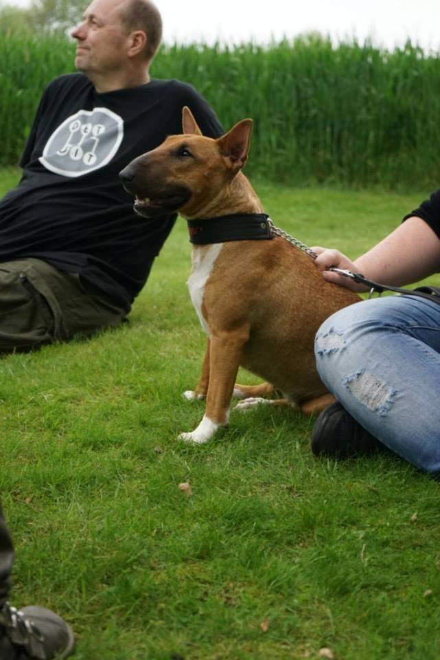 Bullterrier miniature Bullcreeks A Taste Of Honey 'Abby' billede 34