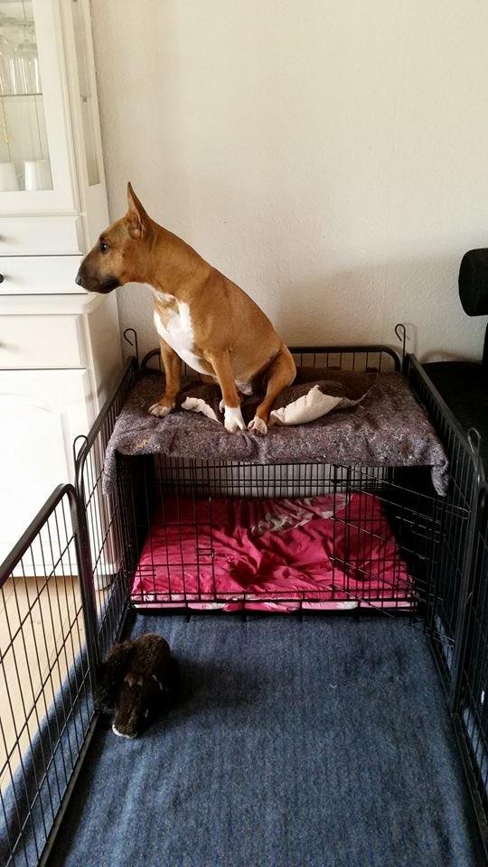 Bullterrier miniature Bullcreeks A Taste Of Honey 'Abby' billede 41