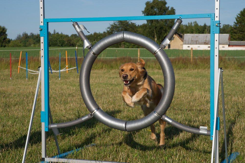 Golden retriever Rosemosegårds Celica - Clara billede 17