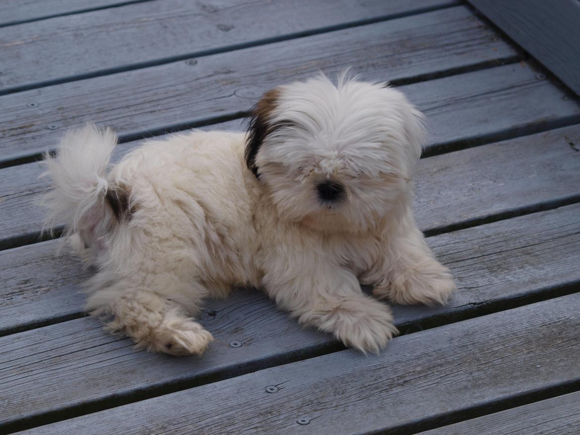 Blanding af racer Albert billede 10