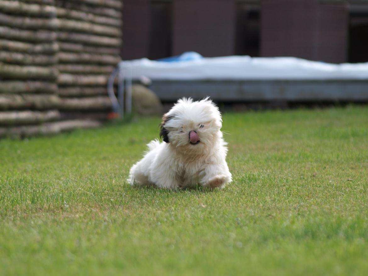 Blanding af racer Albert billede 5