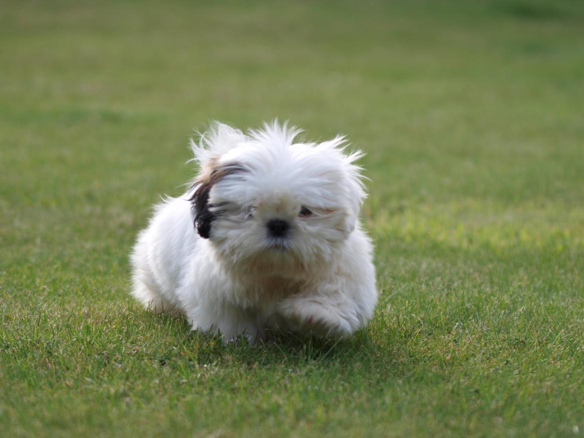 Blanding af racer Albert billede 7