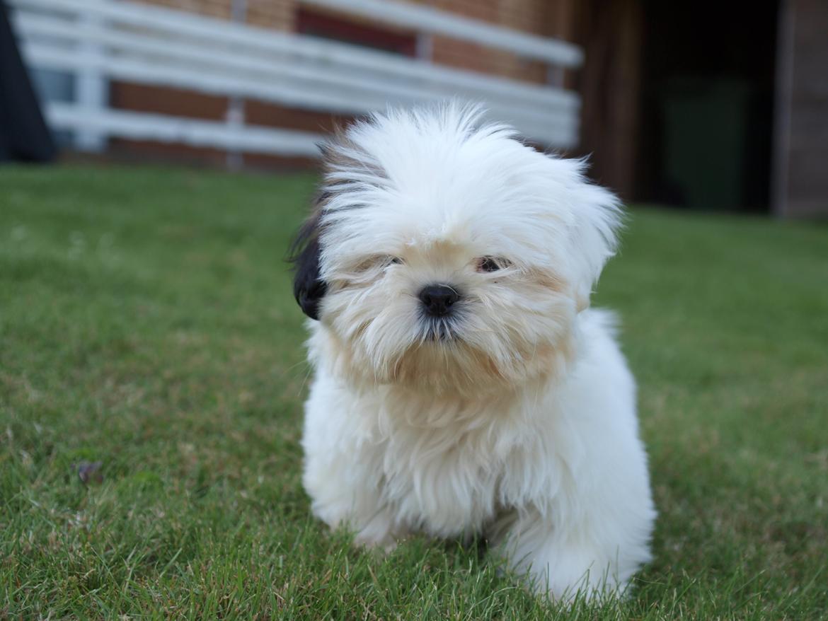 Blanding af racer Albert billede 6