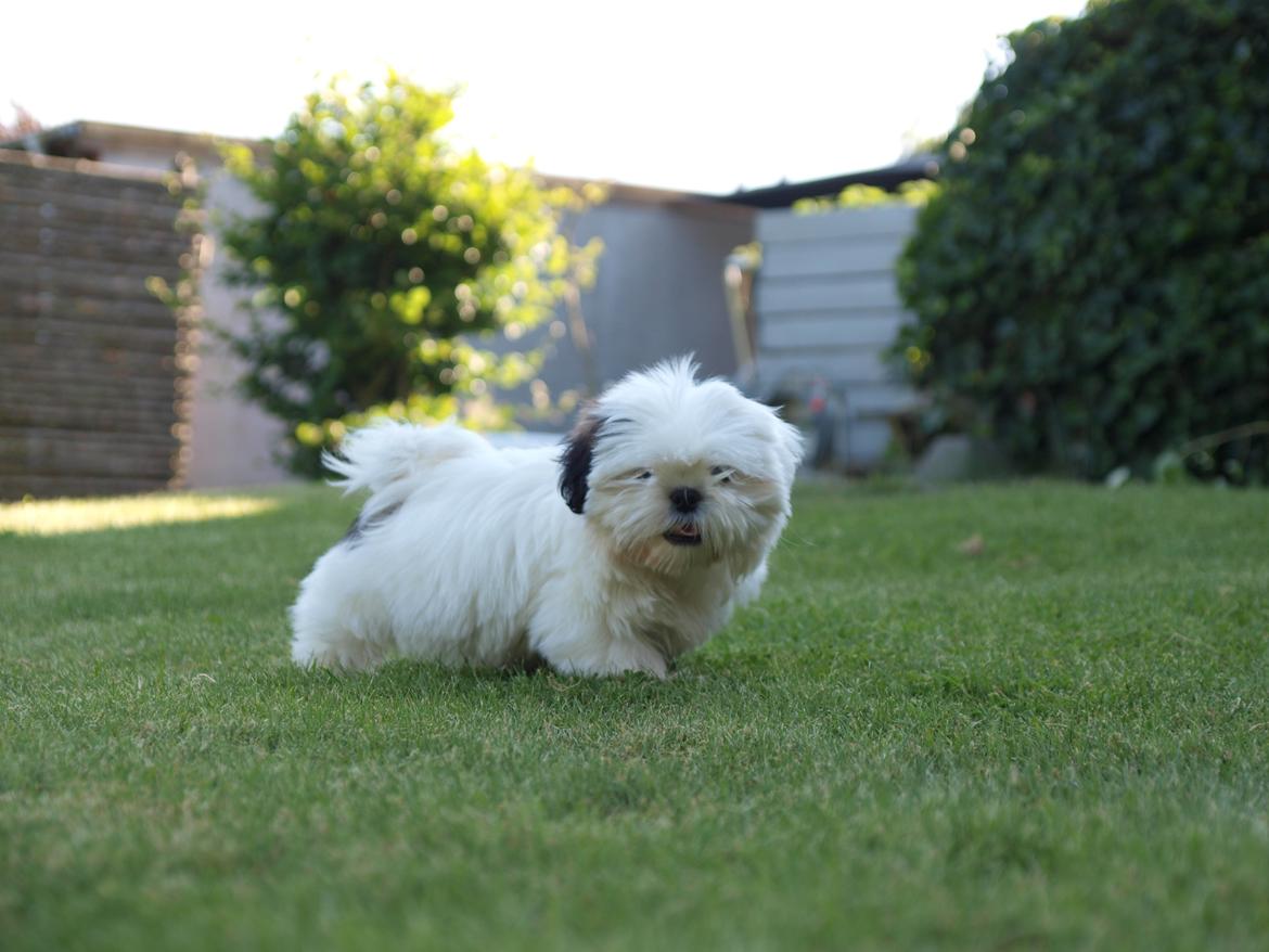 Blanding af racer Albert billede 8