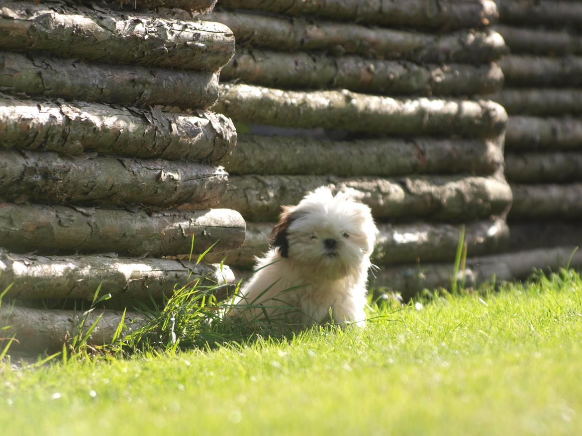 Blanding af racer Albert billede 9