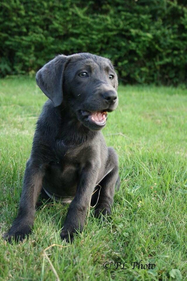 Labrador retriever Cassiopeia - 20) 10 uger billede 20