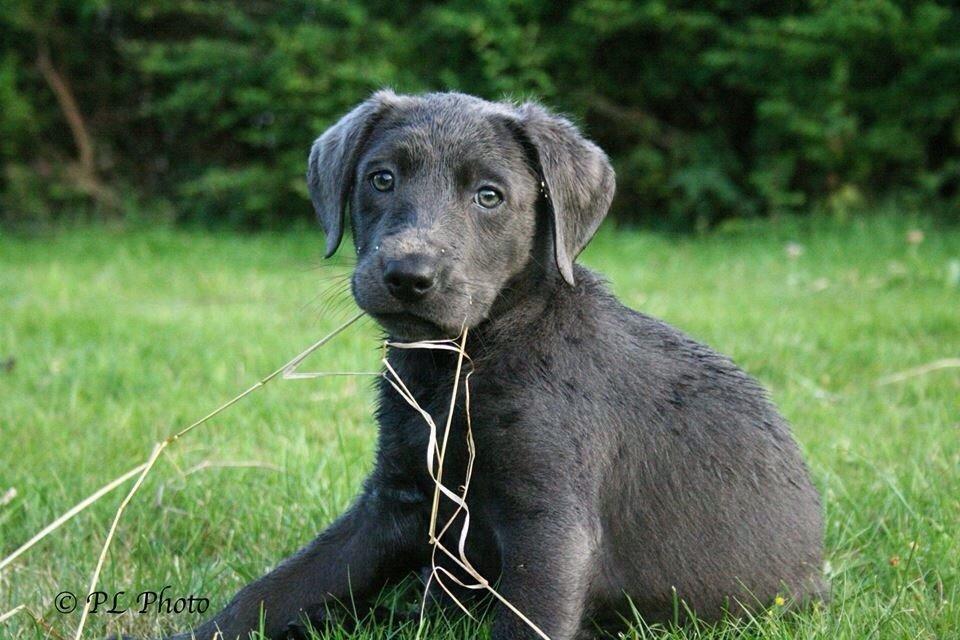 Labrador retriever Cassiopeia - 19) 10 uger billede 19