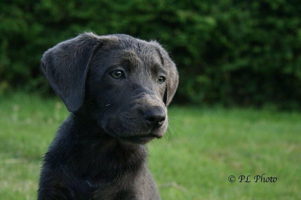 Labrador retriever Cassiopeia - 1) 8 uger billede 1