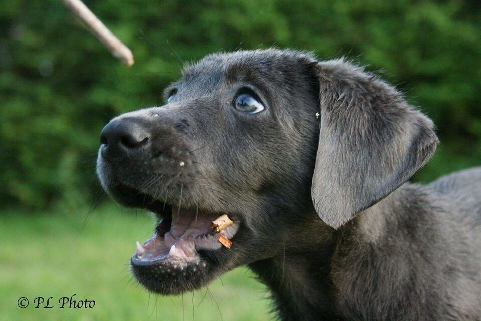 Labrador retriever Cassiopeia - 2) 8 uger billede 2
