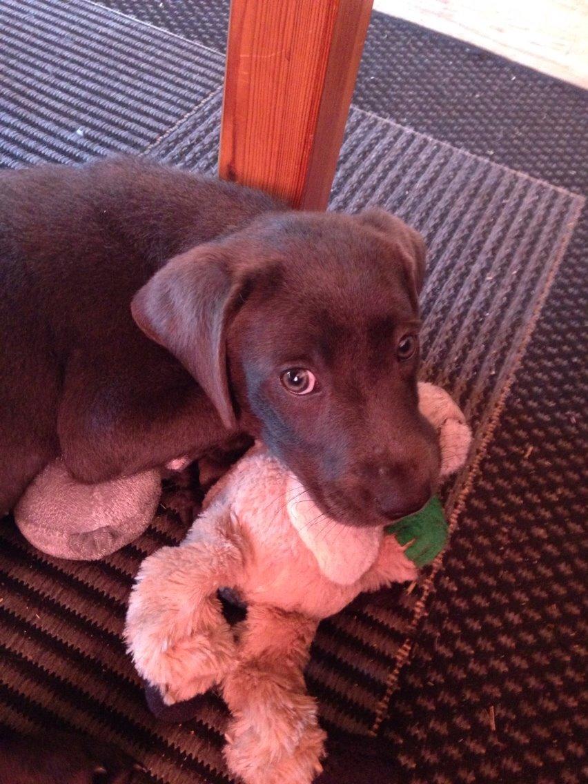 Labrador retriever Cassiopeia - 21) 9 uger billede 21